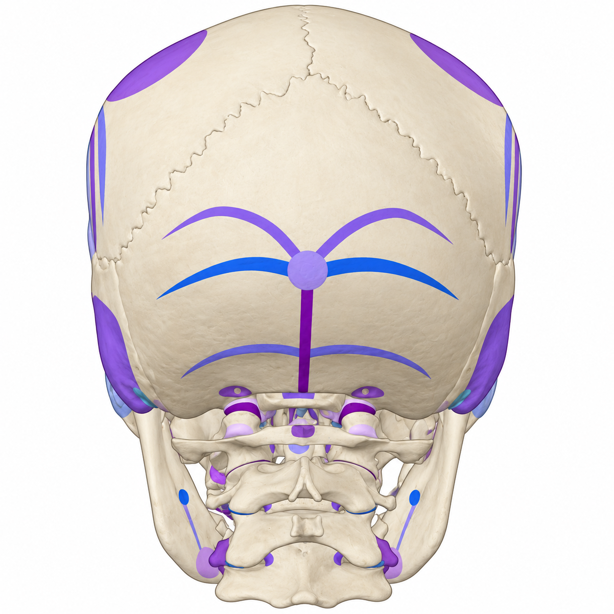 Anatomical illustration of the back of the skull and upper neck, with colored areas highlighting attachment sites