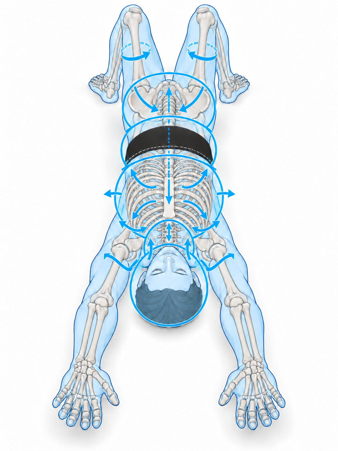 Anatomical illustration with blue arrows showing movement around the head, ribs, diaphragm, pelvis, and legs